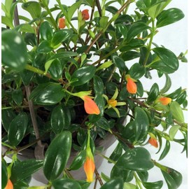Premium Goldfish Plant - 6" Hanging Basket - Blooms Frequently!