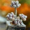 Ko1 Mixed Succulent Plant Seeds , 50pcs/pack
