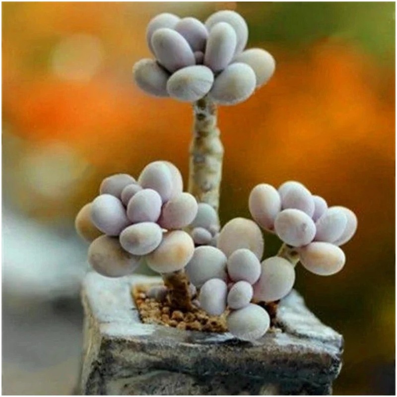 Ko1 Mixed Succulent Plant Seeds , 50pcs/pack