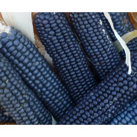 The Gardening World 30 Rio Grande Blue Ornamental Corn Seeds | Hopi Azul Flint Indian Dent Seed