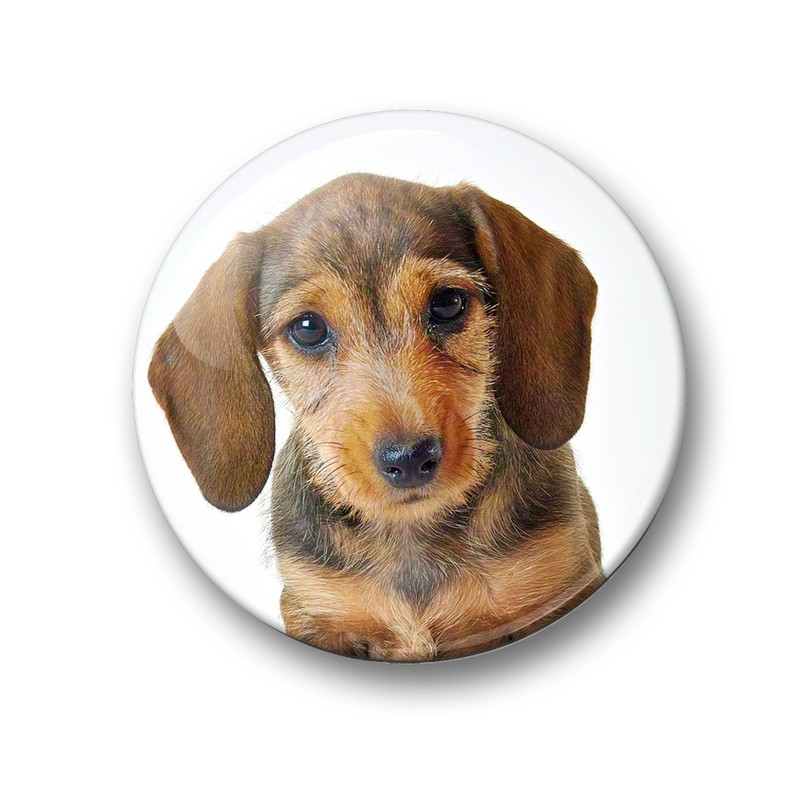 01 Large Refrigerator Magnets with Dachshund Portrait Design Set of