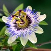 Outsidepride Passion Flower - 500 Seeds
