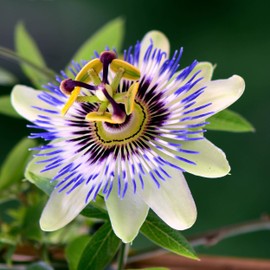Outsidepride Passion Flower - 500 Seeds