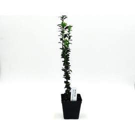 Greenwood Nursery: Live Trees - Sky Pencil Japanese Holly Tree + Ilex Crenata - [Qty: 1x 2.5 Pot] - (Click for Other Available Plants/Quantities)