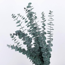 10 Pcs Dried Eucalyptus Stems for Shower, 18 Inch 100% Natural Fresh Eucalyptus Dried Bundle Real Plant Leaves Branches for Wedding Home Decor