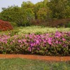 6PCS Brown 10in Metal Landscape Edging Border Stakes, Rustic Heavy