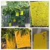 30 Pack Yellow Sticky Traps Fruit Fly Trap, Double-Sided Fungus