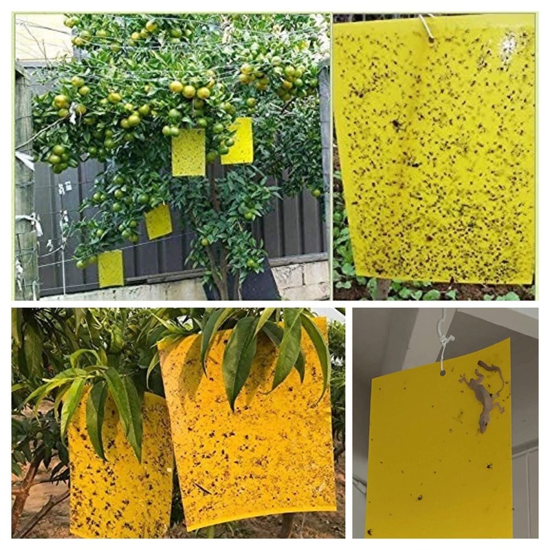 30 Pack Yellow Sticky Traps Fruit Fly Trap, Double-Sided Fungus