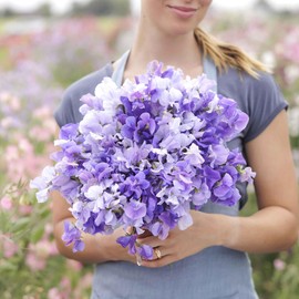 Sweet Pea Seeds - Blue Mix - Packet - White/Purple Flower Seeds, Open Pollinated Seed Attracts Bees, Attracts Butterflies, Attracts Pollinators, Easy to Grow & Maintain, Fragrant, Container Garden