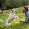 BINGPET Dog Harness, Collar, Leash Set, Dog Harness, Easy to