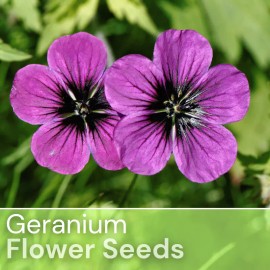 Fresh Packet Geranium Seeds - Fragrant - Fresh Harvest - Non GMO - 100 Seeds - Daily Purple