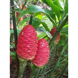 Ginger 4 Shampoo Ginger Rhizomes, Zingiber Zerumbet, Pine Cone, Free Ship w/ Free Offer