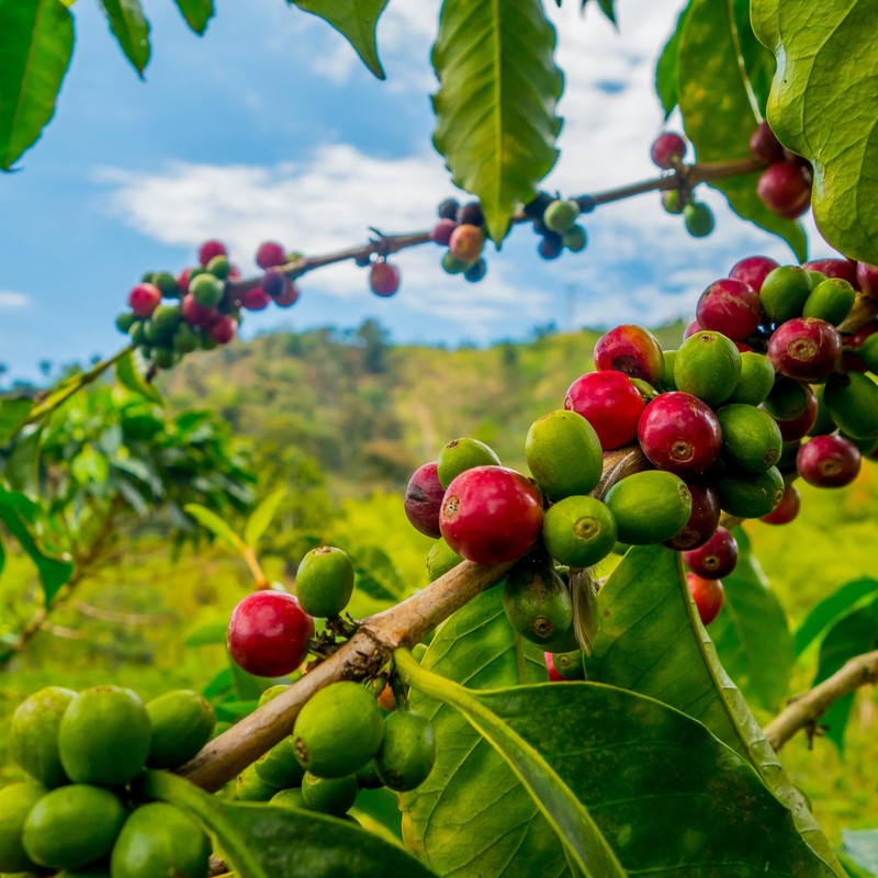 ROYAL KONA COFFEE - Medium Roast Ground Coffee, Chocolate Macadamia