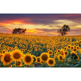 MISITU Classic Puzzle 1000 Pieces for Adults and Children Impossible Puzzles 1000 Pieces Sunflower Puzzle