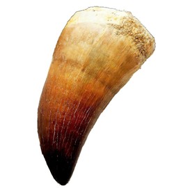 SCIENCE Dinosaur Fossil "Mosasaurus Tooth Fossil Approx. 0.8 inches (20 mm) (Mosasaurus tooth/Late Cretaceous/Kingdom of Morocco)" in original specimen case