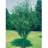 Tree 3 Pack of Okame Cherry Trees 6-12' in 3"