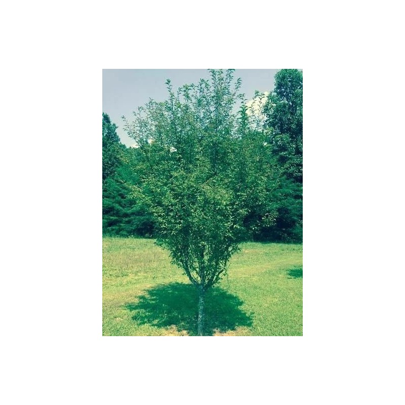 Tree 3 Pack of Okame Cherry Trees 6-12' in 3"