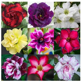 5 Desert Rose Seeds for Planting Mixed Color Ready to Grow Adenium Obesum Seeds Exotic Succulent Colorful Bonsai Plant Tropical Rose Flower Planting Non-GMO Heirloom