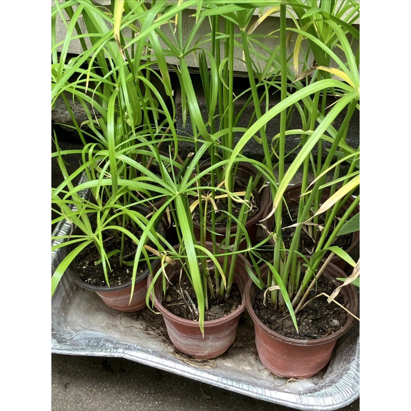 Fan Plant 4+ Bamboo Plants w/Roots Umbrella Palm (Cuperus) thuy