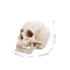 Kichvoe Realistic Detachable Human Skull Model Anatomically Accurate Medical Skull