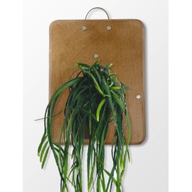 RISEON Mounting Board for Orchids, Aroids, Hoya and Other Climbing Plants, Wood Wall Planter, Vertical Plant Wall Board, Hanging Planter, Staghorn Fern Mount
