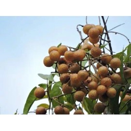 Buy Rare Seeds Sapindus mukorossi | Indian & Chinese Soapberry | Washnut | 5_Seeds