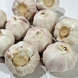 Fresh Heirloom Hardneck Music Seed GARLIC 1/2 - 10lbs Fresh Organic Bulbs - Plant/Cook - 2 lbs