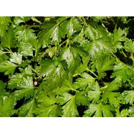 Parsley Italian Flat Leaf Dark Green Great Garden Herb by Seed Kingdom Bulk 1 Lb Seeds