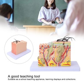 Skin Model, 35x Enlarged Human Skin Structure Anatomical Model 3D Enlarged Skin Model for Scientific Lessons in the Classroom, Medical Model