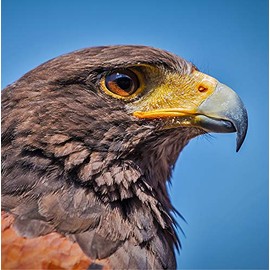 Harris Hawk Bird of Prey Greeting Card - Square