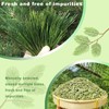 KASVAN Organic Pine Needle Tea (8.8 oz) - White Pine