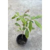 Longan Tree Dimocarpus Dragon Eye 12”With Pot Seedling Plant Tropical