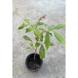 Longan Tree Dimocarpus Dragon Eye 12”With Pot Seedling Plant Tropical Fruit Tree