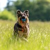 Sprenger Hundespielzeug Gummiball mit Seil I Zerrspielzeug oder Wurfspielzeug mit