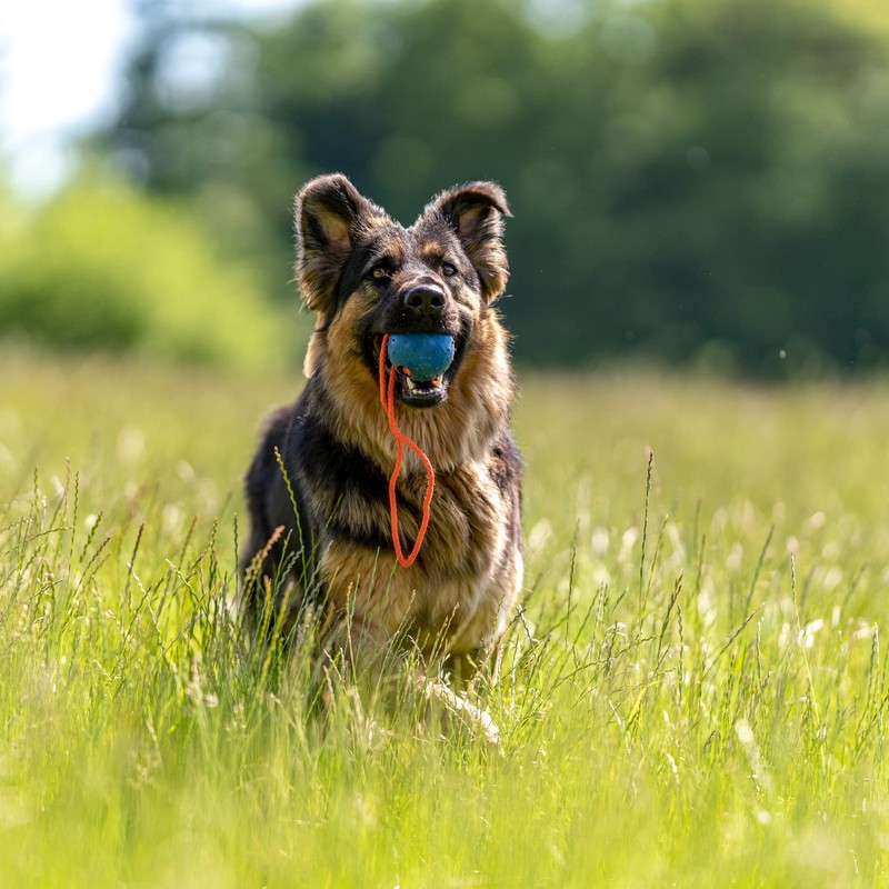 Sprenger Hundespielzeug Gummiball mit Seil I Zerrspielzeug oder Wurfspielzeug mit