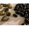 15 Periwinkle + 50 Nassarius Live Saltwater Snails Fish Tank