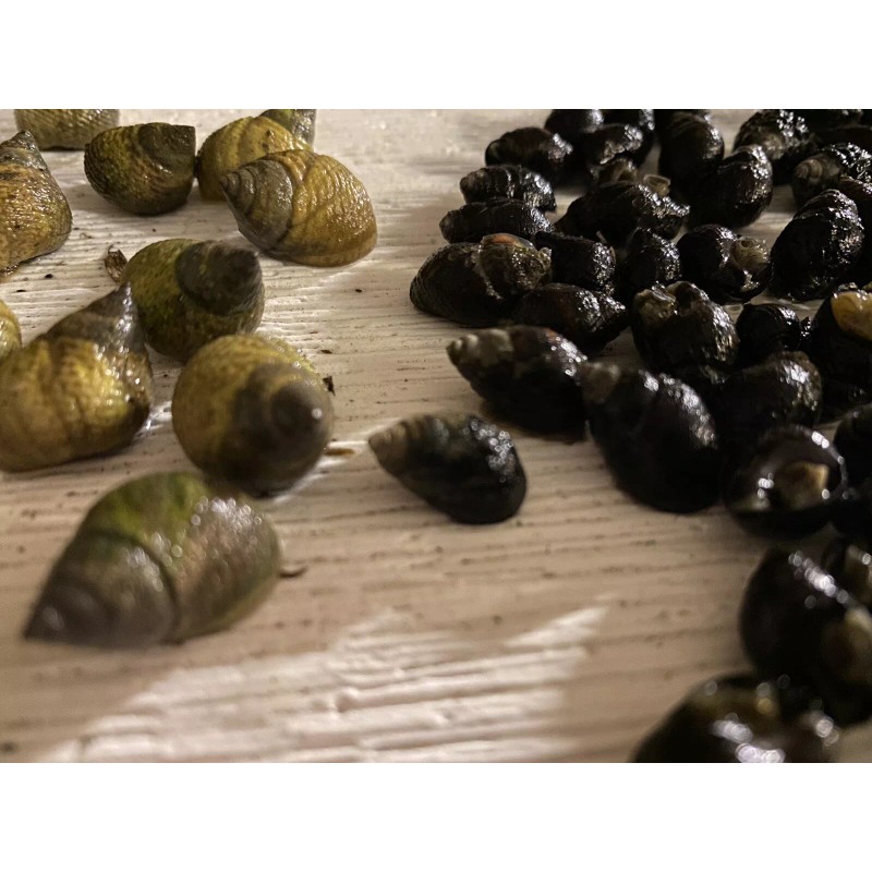 15 Periwinkle + 50 Nassarius Live Saltwater Snails Fish Tank