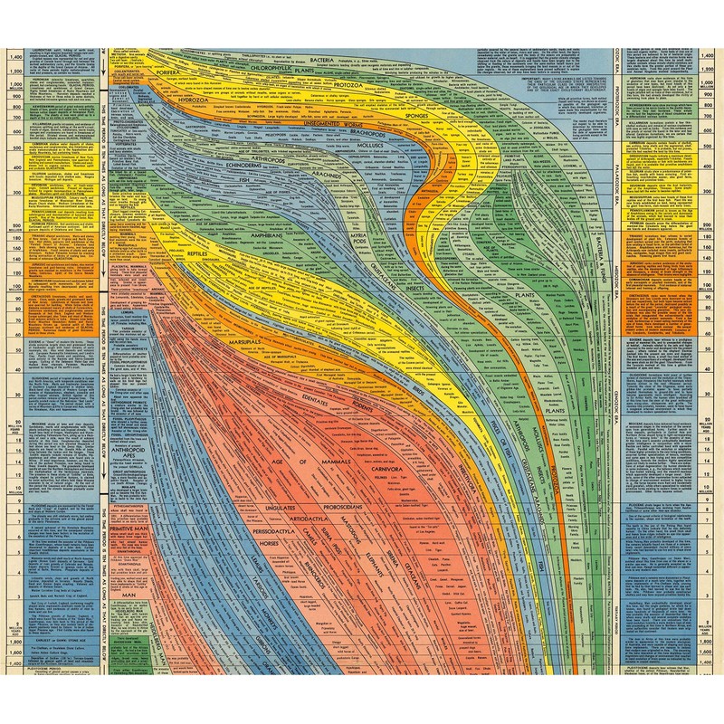 Histomap of Evolution Timeline Poster Chart - Gifts for Researchers