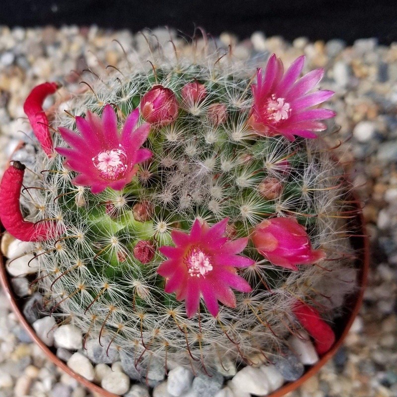 Mammillaria bocasana v. rosalviflora Cacti Cactus Succulent Real Live Plant