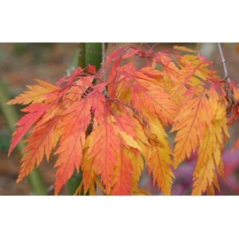 Feather Leaf Japanese Maple 3 - Year Live Plant