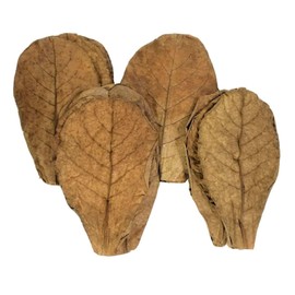 Aquatic Foods Inc. 50 5"-7" Indian Catappa Almond Leaves for Bettas, Discus, Shrimp, Snails, Hermit Crabs for Tropical Fish Aquariums & Terrariums, Grade A Leaves - 200 Count