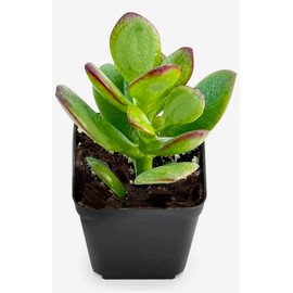 Fat Plants San Diego Living Indoor Succulents and Cactus Rooted in Plastic Planters with Soil (2 Inch, Jade)