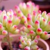 Lithops bonsai Living Stones Flower Succulent Cactus 100pcs/pack Mixed