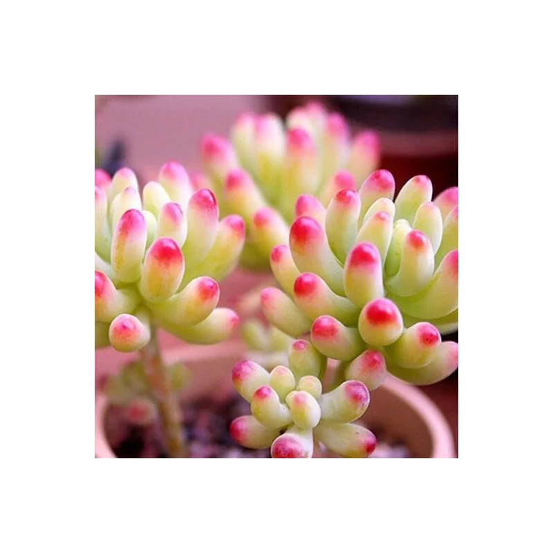 Lithops bonsai Living Stones Flower Succulent Cactus 100pcs/pack Mixed