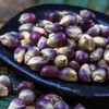Nygardenia 50pcs Blue Corn Heirloom Seeds - Non-GMO, Open-Pollinate