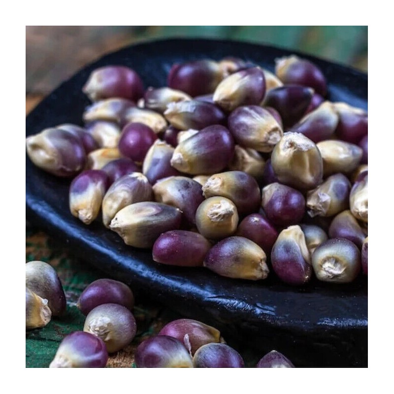 Nygardenia 50pcs Blue Corn Heirloom Seeds - Non-GMO, Open-Pollinate