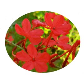 Scarlet Crimson Laurel Plumbago Semi-Tropical Perennial Live Plant Red Flowers Attracts Hummingbirds Starter Size 4 Inch Pot Emerald TM