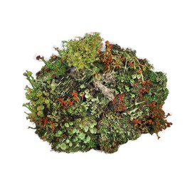Tin Roof Treasure Live Lichen Assortment 4"x6" Bag for Terrariums and Fairy Gardens