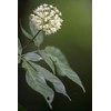 Health Embassy Siberian Ginseng Root (Eleutherococcus senticosus), 100 g