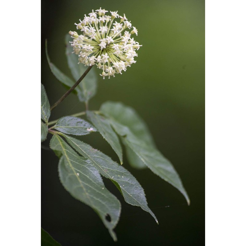 Health Embassy Siberian Ginseng Root (Eleutherococcus senticosus), 100 g